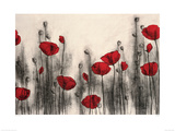 Red Poppies