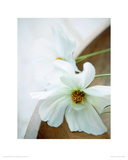 White Still Life II