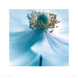 Japanese Anemone