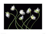 Seven Spring Greens