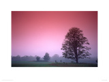 Maple Tree