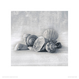 Still Life of Shells I