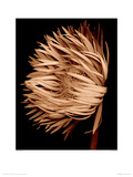 Gerbera Daisy