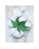 White Still Life III