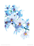 Blue Angel