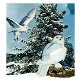 "Snowy Owls"  September 14  1957