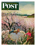 "Apple Blossom Time" Saturday Evening Post Cover  May 6  1950