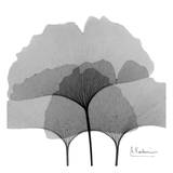Ginkgo Leaves Black and White