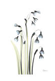 Snowdrop Galanthus in Springtime