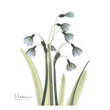 Snowdrop