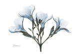 Oleander in Blue