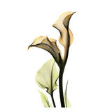 Calla Lilly