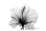 Hibiscus in Black and White