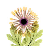Chrysanthemum