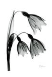 Snow Drop in Black and White