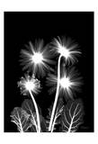 Gerberas on Black