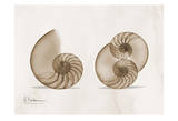 Nautilus Pair in Brown