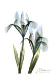 Blue Iris Pair