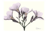 Oleander in Purple