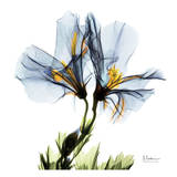 Blue Azalea in Bloom