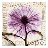 Rejoice  Violet Chrysanthemum