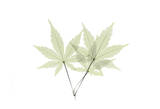 Japanese Maple