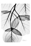 Flowing Eucalyptus in Black and White