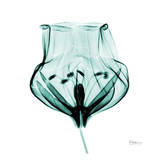 Gracious Green Bulb II