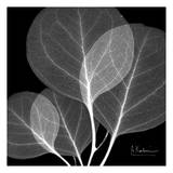 Eucalyptus Close Up Black and White