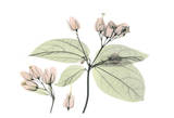 Bleeding Heart in Color