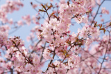 Blossom Haze
