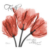 Royal Red Tulip  Faith