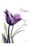 Purple Tulip  Dream