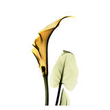 Calla Lilly in Gold