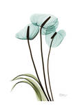 Blue Anthurium