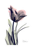 Single Tulip in Color
