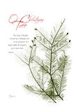 Christmas Evergreen
