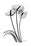 Anthurium Triple in Black and White