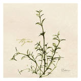 Thyme in Bloom