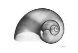 Moon Snails in Sienna