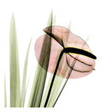 Flamingo Plant in Pink