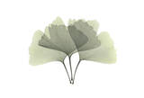 Ginkgo