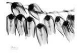 Lily of The Valley Bush Close Up Black and White
