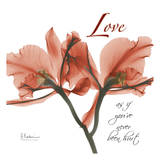 Orchid Love