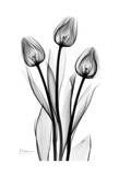 Tall Early Tulips N Black and White