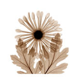 Chrysanthemum in Sienna