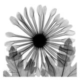 Chrysanthemum in Black and White