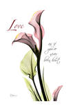 Calla Lily in Pink  Love