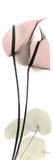 Anthurium in Pink