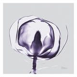 Purple Tulip Bud Open on Purple